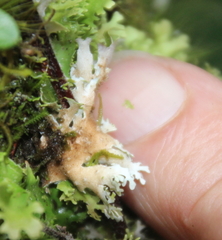 Pseudocyphellaria multifida