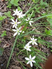 Ornithogalum umbellatum