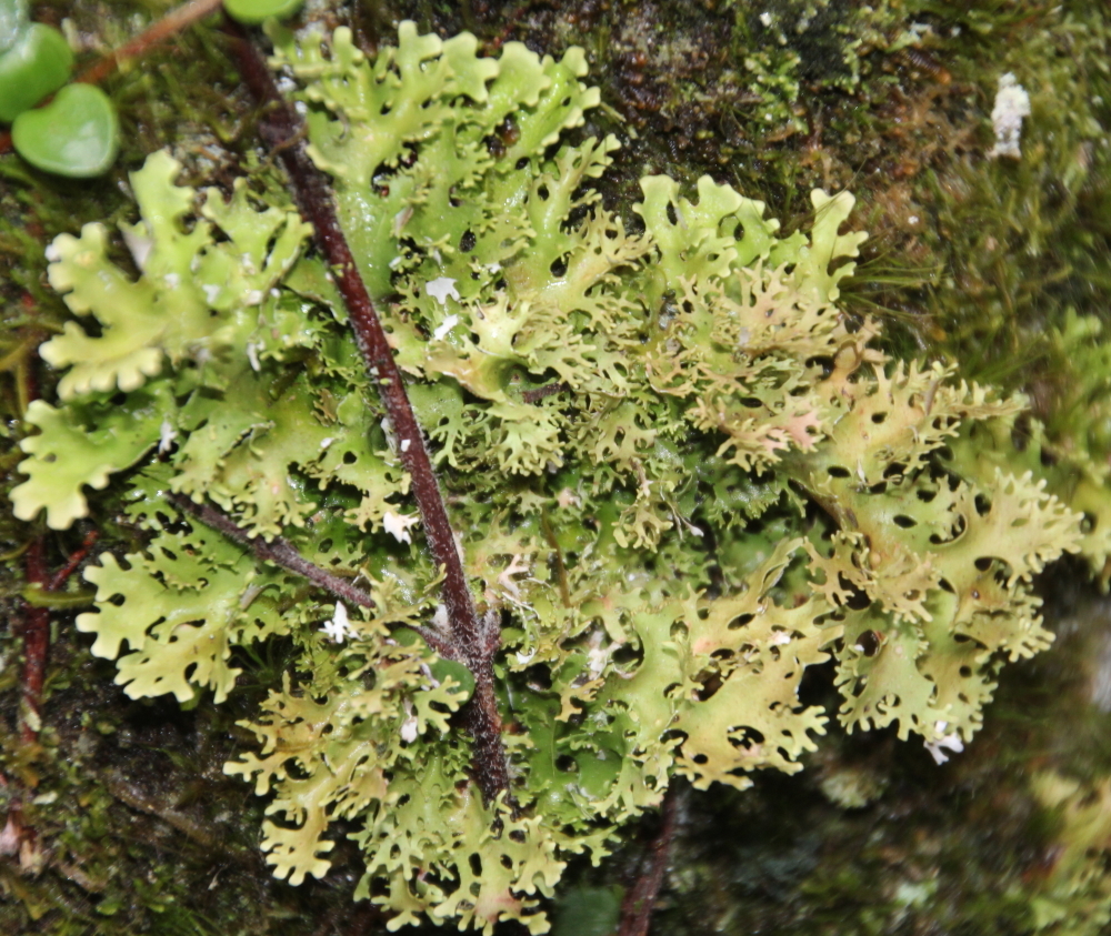 Pseudocyphellaria multifida image
