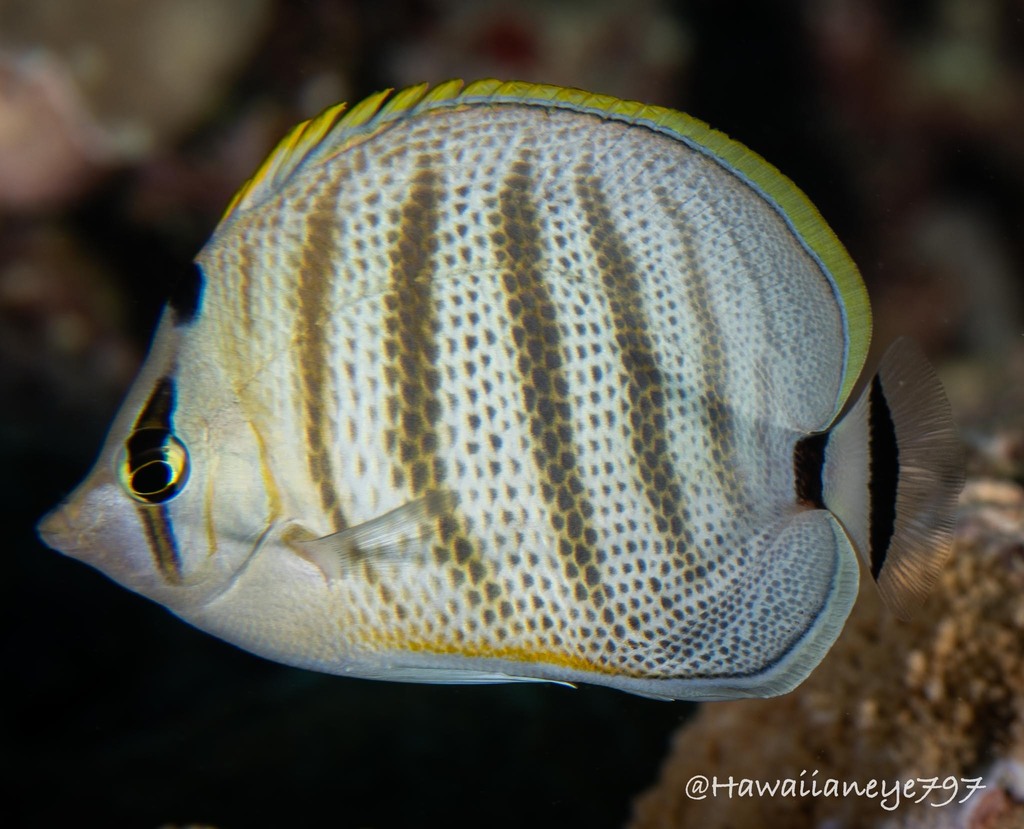 Pebbled Butterflyfish