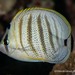 Pebbled Butterflyfish - Photo (c) Craig Fujii, some rights reserved (CC BY-NC-ND), uploaded by Craig Fujii