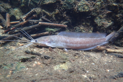 Clarias fuscus