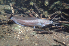 Clarias fuscus