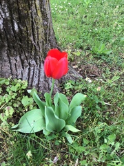 Tulipa gesneriana