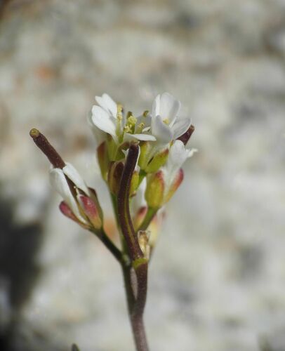 Murbeckiella pinnatifida, photograph 3