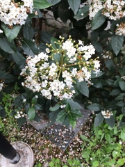 Viburnum tinus