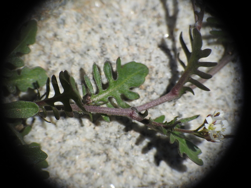 Murbeckiella pinnatifida, photograph 5