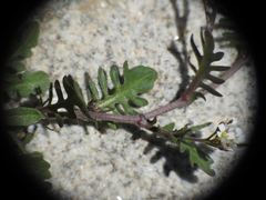 Murbeckiella pinnatifida, photograph (c) Yves Bas, some rights reserved (CC BY)