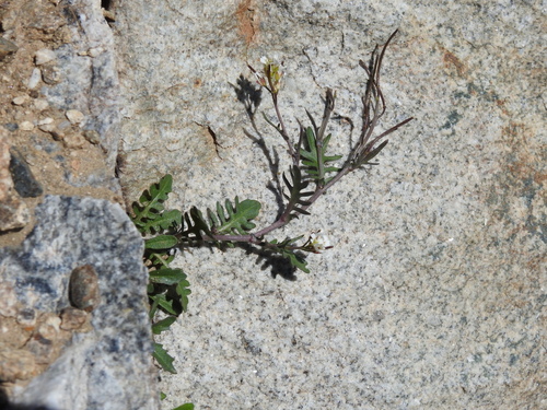 Murbeckiella pinnatifida, photograph 6