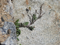 Murbeckiella pinnatifida, photograph (c) Yves Bas, some rights reserved (CC BY)