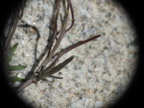 Murbeckiella pinnatifida, photograph 4