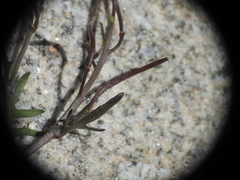 Murbeckiella pinnatifida, photograph (c) Yves Bas, some rights reserved (CC BY)