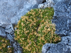 Colobanthus squarrosus squarrosus