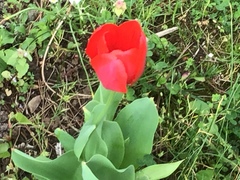 Tulipa