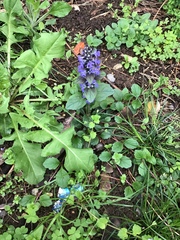 Ajuga reptans