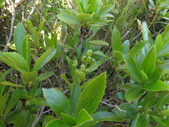 Traversia baccharoides