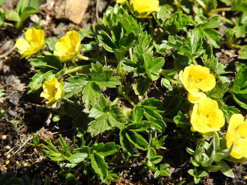 Potentilla brauneana, photograph 2