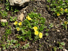 Potentilla brauneana, photograph (c) Yves Bas, some rights reserved (CC BY)
