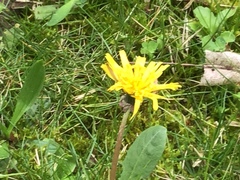 Taraxacum