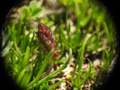 Image of Alpine Plantain (Plantago alpina) by (c) Yves Bas, some rights reserved (CC BY)