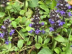 Ajuga reptans