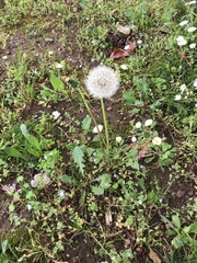 Taraxacum officinale