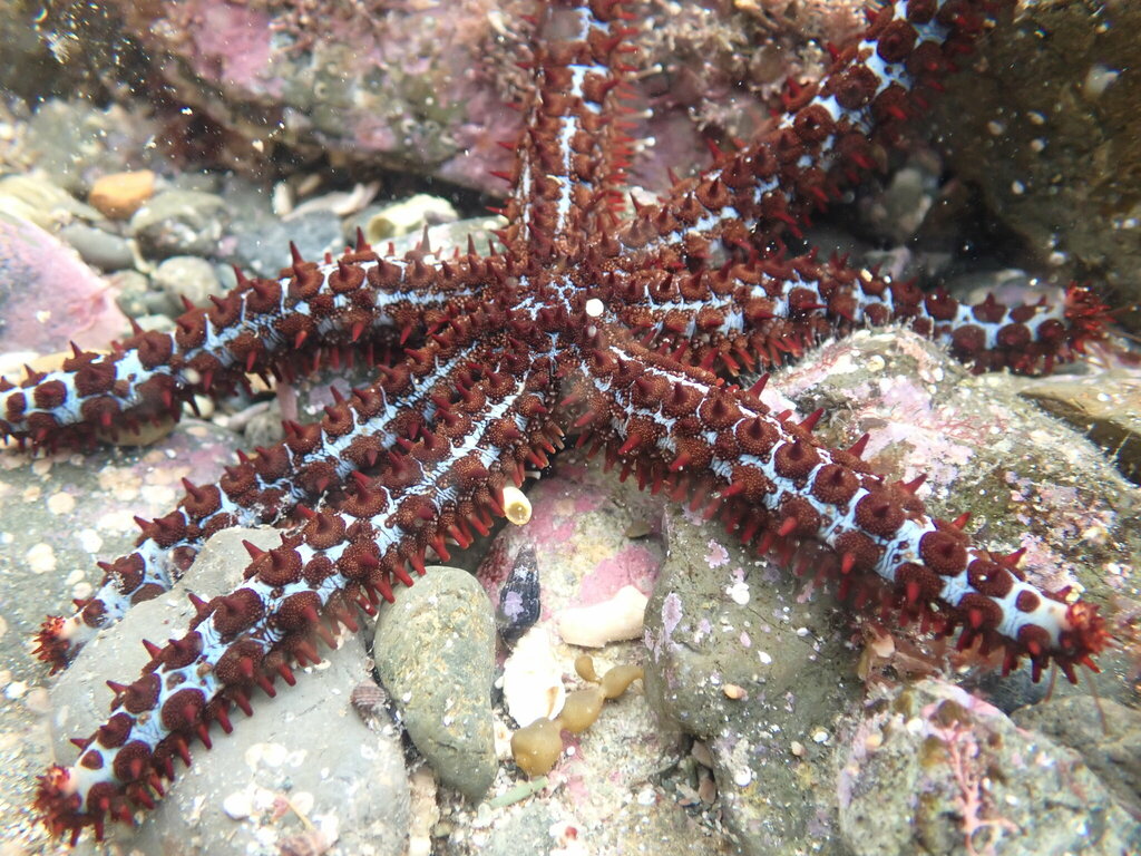 Island Sea Star