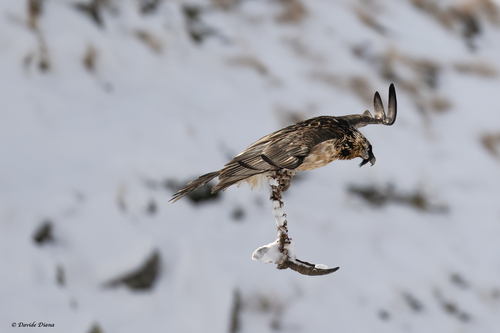 Bearded Vulture, Chiapili, 10080 Ceresole reale TO, Italia, photo 10 of 10