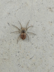 Oecobius maculatus