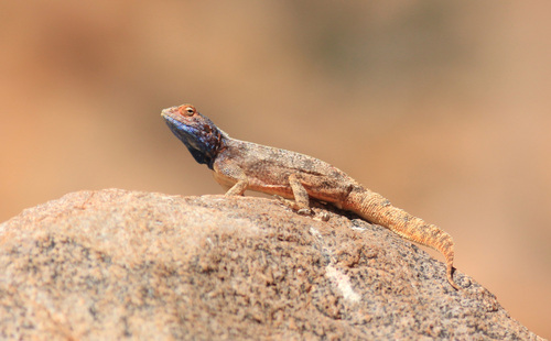 Southern Rock Agama, Agama knobeli