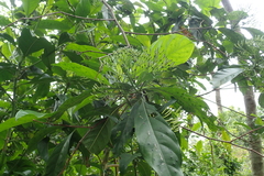 Pavetta hongkongensis