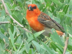 Foudia madagascariensis