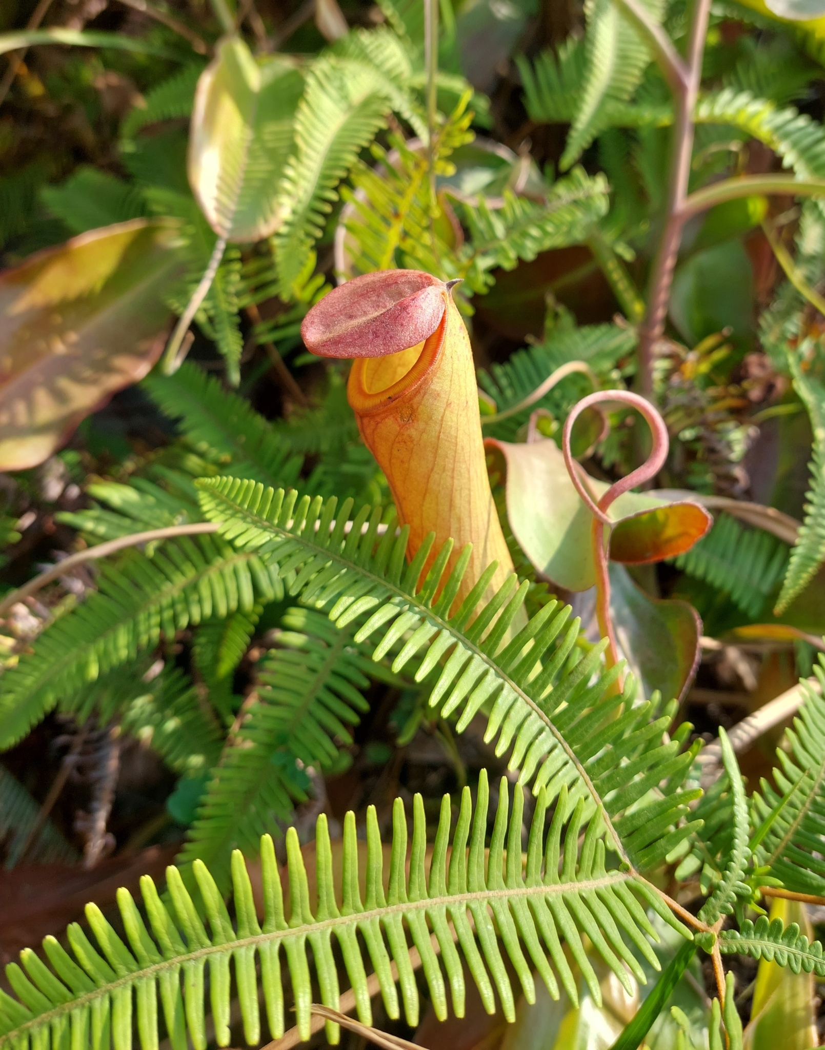 Imagem de Jarro ou planta-jarro