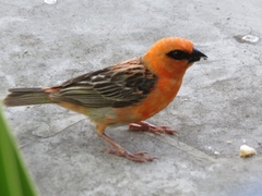 Foudia madagascariensis