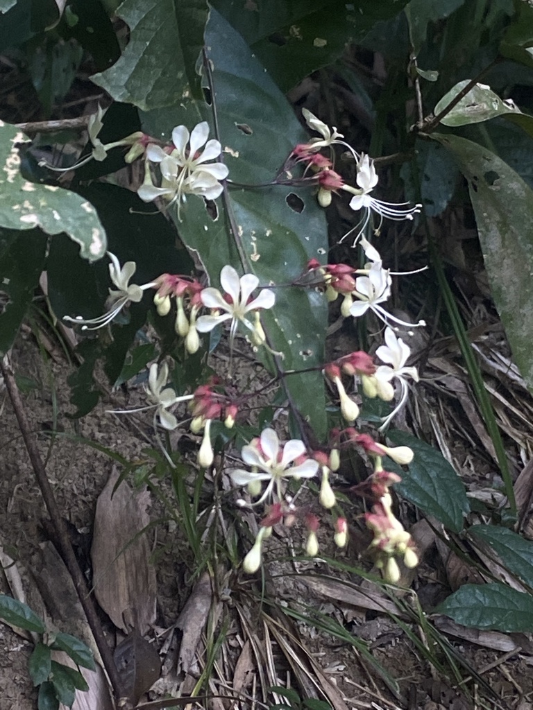Clerodendrum schmidtii, Ta Lai, Tan Phu, Dong Nai, VN