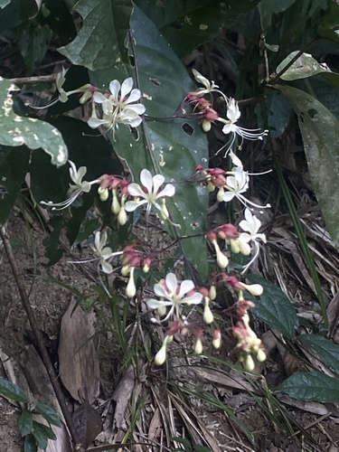 Clerodendrum schmidtii