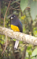 Trogon chionurus
