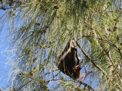 Pteropus niger