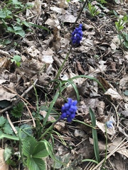 Muscari neglectum