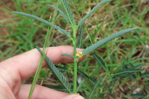 Image of Aeschynomene indica by (c) Greg Tasney, some rights reserved (CC BY-SA)