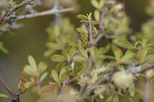 Image of Olearia virgata by (c) Christopher Stephens, some rights reserved (CC BY-SA)