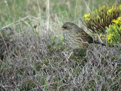 Volcano Junco photo 4