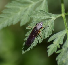 Homalodisca insolita