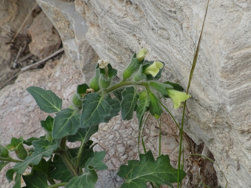 White henbane (Hyoscyamus albus)