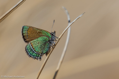 Callophrys mcfarlandi