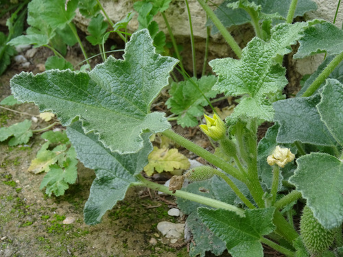 squirting cucumber (Ecballium elaterium)