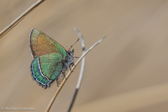 Callophrys mcfarlandi