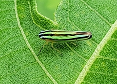 Sibovia taeniatifrons