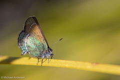 Callophrys mcfarlandi