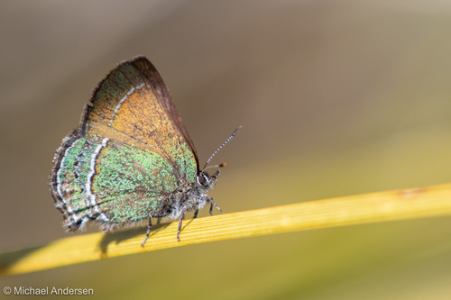 Sandia Hairstreak